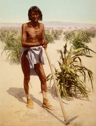 Hopi Man med en hack, Arizona