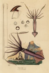 Humboldt bläckfisk, Dosidicus jätte 1, och europeisk flygande bläckfisk, Todarodes sagittatus 2. Ommastrephe geant, Ommastrephe des pecheurs