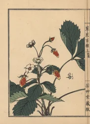 Ichigo eller jordgubbe, Fragaria ananassa. Handkolorerat träsnitt av Kono Bairei från Kusa Bana Hyakushu (One Hundred Varieties of Flowers), Tokyo, Yamada