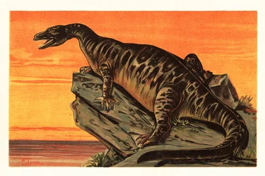 Iguanodon bernissartensis, utdöd art av Iguanodontian dino1908 (litografi)