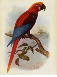 Illustration/Ara grossei/Jamaicansk papegoja