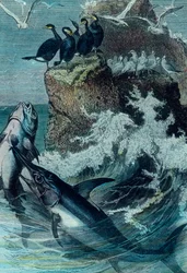 Illustration av en tonfisk