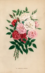Indiska knapprosor, bengaliska pomponger, Rosa chinensis-hybrider. Kromolitografi ritad och litograferad efter naturen av F. Grobon från Hippolyte Jamain och Eugene Forney