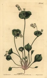 Indisk sallad, Perfoliate claytonia, Claytonia perfoliata