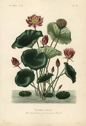 Indisk lotus, Nelumbo nucifera, Nelumbium speciosum, Nelumbo elegantus