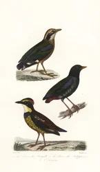 Indisk pitta, hooded pitta och Javan banded pitta.