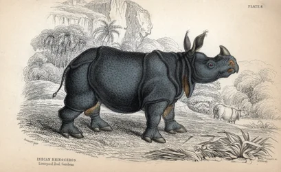 Indisk noshörning (Rhinoceros unicornis eller indicus), utrotningshotad art. Kopparstick av William Lizars, baserat på en teckning av James Stewart, publicerat i Naturalist Library: mammals, pachyderms and quadrupedes with fine skin, redigerat av W. H. Liz