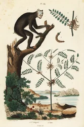 Indigoväxt, Indigofera atropurpurea 1-3, och indri eller babioto, Indri indri, kritiskt hotad lemur 4
