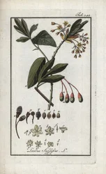 Irokesisk lagerhägg (Sassafras albidum). Litografi från "Afbeelding der Artseny-Gewassen" av Johannes Zorn (1739-1799), Nederländerna