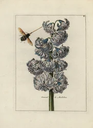 Jacint (eller hyacint), variete general av Maillebois, med ett bi - Litografi tillskriven Paul Theodor van Brussel (1754-1795), författare till omslagsbuketten, eller A.Bres., påverkad av Nicolas Robert (1614-1685), publicerad i "Nederlandsch Bloemwerk" (D