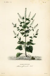 Jack-by-the-hedge eller vitlökssenap, Alliaria petiolata, Alliaria officinalis, Alliaire officinale