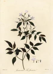 Jasmine, Jasminum officinale. 1805 (gravyr)