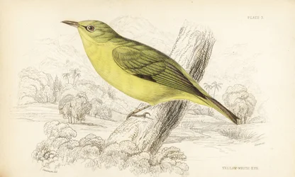 Javavitögat, Zosterops flavus (Gulvitögat, Zosterops flava). Handkolorerat stålstick av William Lizars efter William Swainson från Sir William Jardine
