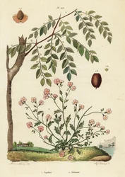 Jujube eller kinesisk dadel, Ziziphus jujuba 1, och Virginia stock, Malcolmia maritima 2