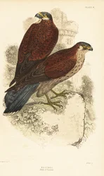 Tornfalk, hane och hona, Falco tinnunculus, framför en ruin1889 (gravyr)