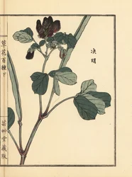 Ketsumei, kinesisk senna eller sicklepod, Senna obtusifolia. Handkolorerat träsnitt av Kono Bairei från Kusa Bana Hyakushu (One Hundred Varieties of Flowers), Tokyo, Yamada