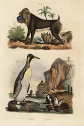 Kungspingvin, Aptenodytes patagonicus 1, och mandrill, Mandrillus sfinx, sårbar, 2