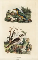 Kingfisher, Alcedo atthis och skrattande kookaburra, Dacelo novaeguineae
