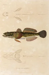 Knoutsmörbult, Svarta havet