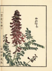 Kouka eller kujin, Sophora flavescens. Roten används i kinesisk medicin som ku shen. Handkolorerat träsnitt av Kono Bairei från Kusa Bana Hyakushu (One Hundred Varieties of Flowers), Tokyo, Yamada