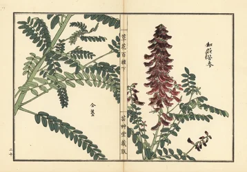 Kouka eller kujin, Sophora flavescens. Roten används i kinesisk medicin som ku shen. Handkolorerat träsnitt av Kono Bairei från Kusa Bana Hyakushu (One Hundred Varieties of Flowers), Tokyo, Yamada