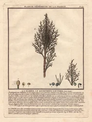 La Sabine, Savinier Juniperus fabina. Beskrivning av en han- (mitten) och en hongren (vänster), med detaljer av frukter i olika mognadsstadier. Eau forte en couleurs 1700-tal, i Herbier de la France (1780-1793), teckning, engr
