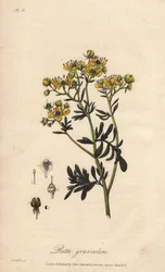 La rue des jardin ou rue fetide (Ruta graveolens) - Water forte av William Clarke för att illustrera "Botanique medicale, description des plantes medicinales de London, Edinburgh et Dublin" av John Stephenson och James Morss Churchill, utgiven i London av
