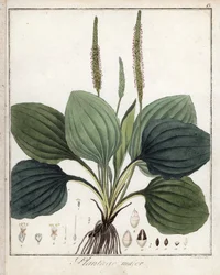 Stor groblad eller groblad major (eller fågelgroblad) - Litografi av F. Guimpel, utdrag ur medicinsk botanik av Friedrich Gottlob Haynes (1763-1832), Berlin