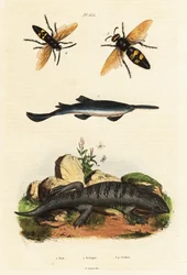 Stortandad sågfisk, skink och getingar.