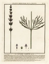 Lavendel, Lavandula angustifolia.