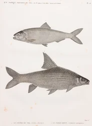 Clube du Nil och Le Cyprin