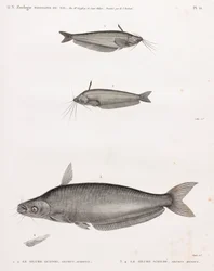 Oudney Catfish och Schilbe Catfish