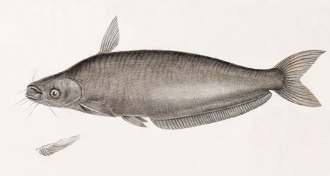 Schilbe havskatt