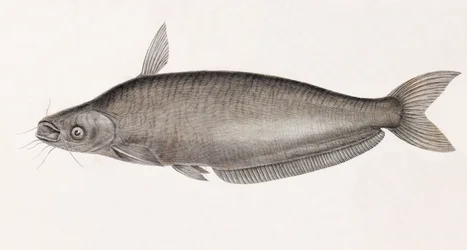 Schilbe havskatt
