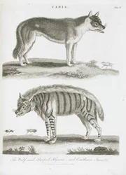 Varg och randig hyena och cantharis insekter