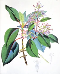 Blad och blommor från kininträdet, ca 1850 (gravyr)
