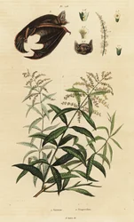 Citronverbena och halvfärgad fladdermus.