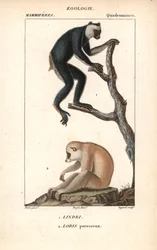 Lemurien indri indri et loris lazy - Litografi, illustration av Jean Gabriel Pretre (1780-1885) redigerad av Pierre Jean Francois Turpin (1775-1840), utdrag ur "dictionary of natural sciences" av Frederic Cuvier, Paris, Frankrike