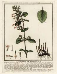 Mindre kalamin, Clinopodium nepeta.