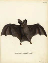 Mindre falsk vampyrfladdermus, Megaderma spasma. Vespertilio spasma Linn. Handkolorerat kopparstick av Hermann Jakob Tyroff från Johann Christian Daniel Schrebers Animal Illustrations after Nature, eller Schrebers Fantastic Animals, Erlangen, Tyskland