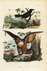 Mindre racket-tailed drongo, Dicrurus remifer och eurasisk örnuggla, Bubo bubo