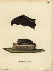 Dvärgfladdermus, Saccopteryx leptura. Vespertilio lepturus. Handkolorerat kopparstick av Johann Nussbiegel efter en naturillustration av J.D. Kretsch från Johann Christian Daniel Schrebers Animal Illustrations after Nature, eller Schreb
