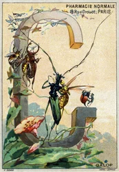 Bokstaven G som Galop. Herr Mariniers konstnärliga alfabet. Redigerad av Henry Sicard, sent 1800-tal. Reklamkromolitografier för produkter som säljs på apotek. Mått: 12,5 x 9 cm