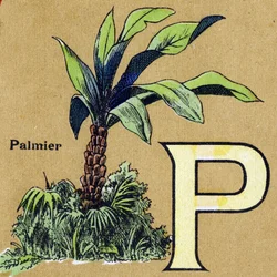 Bokstaven P som palm. Illustrerat alfabet. Bilder återförenades i Jarville-Nancy, början av 1900-talet. Mått: 40 x 29 cm. Litografi på en bistre bakgrund