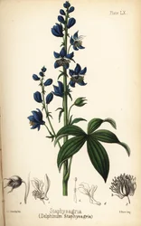Lögnhals eller stavesakris, Delphinium staphisagria (Delphinium staphysagria). Handkolorerad litografi av Charlotte Caroline Sowerby från Edward Hamiltons Flora Homeopathica, Bailliere, London