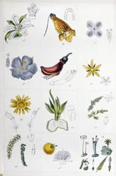 Linsystem, ca 1850 (gravyr)