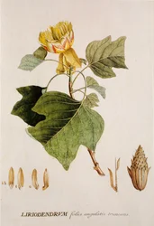 Liriodendron tulipifera / Tulipier / Tulip Tree