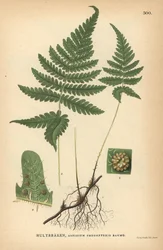 Lång bokbräken, Phegopteris connectilis