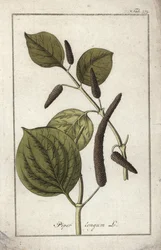 Lång pepparskål (Piper longum). Litografi från "Afbeelding der Artseny-Gewassen" av Johannes Zorn (1739-1799), Nederländerna