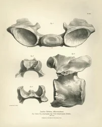 Ländkota från Macrauchenia, ett förhistoriskt djur som hittades av Charles Darwin under hans upptäcktsresa ombord på Beagle. The Zoology of the voyage of H.M.S. Beagle under befäl av kapten Fitzroy under åren 1832 till 1836, redigerad och översatt av